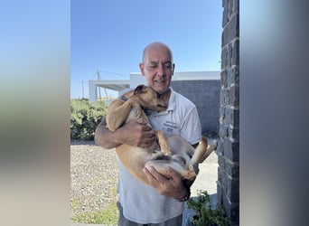 Hund Rüde Tierschutz Bundesweite Vermittlung Klein