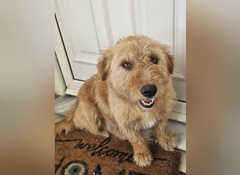 Hund Hündin Kastriert Bundesweite Vermittlung Tierschutz