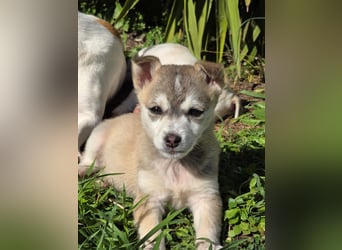 Hund Rüde Welpe Tierschutz Bundesweite Vermittlung