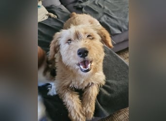 Hund Hündin Kastriert Bundesweite Vermittlung Tierschutz