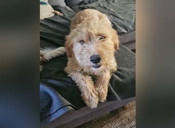 Hund Hündin Kastriert Bundesweite Vermittlung Tierschutz