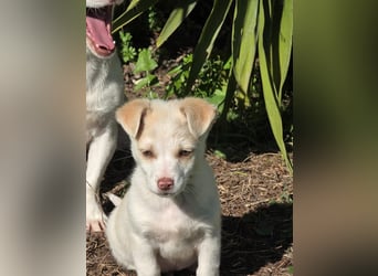 Hund Rüde Welpe Tierschutz Bundesweite Vermittlung