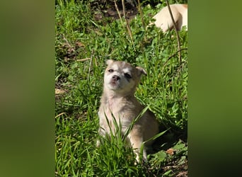 Hund Rüde Welpe Tierschutz Bundesweite Vermittlung