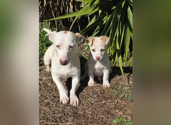 Hund Rüde Welpe Tierschutz Bundesweite Vermittlung