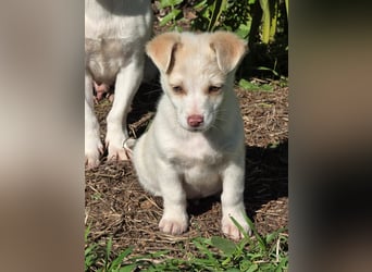 Hund Rüde Welpe Tierschutz Bundesweite Vermittlung