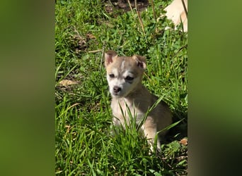 Hund Rüde Welpe Tierschutz Bundesweite Vermittlung