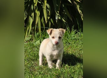 Hund Rüde Welpe Tierschutz Bundesweite Vermittlung
