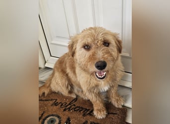 Hund Hündin Kastriert Bundesweite Vermittlung Tierschutz