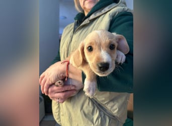 Darla, geboren 10.11.2025, 24cm sucht ihr Zuhause