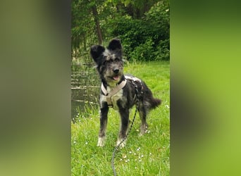 Laura, geb. 01.2023, 39cm sucht ihr für immer zu Hause