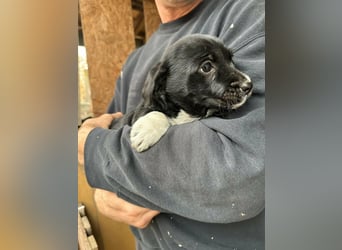 Flower, geboren 22.12.2025, 21cm sucht ihr Körbchen