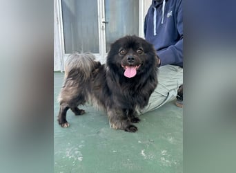 Nico, geboren 06.06.2024, 34cm sucht sein Körbchen