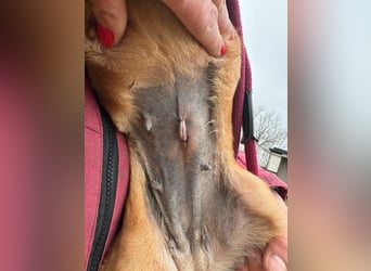 Bubu, geboren 10.05.2025, 35cm sucht Familienanschluss