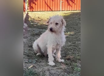 Fredi, 1,5 Jahre, 35cm sucht sein Körbchen