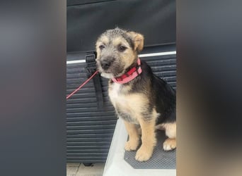 Evita, geboren 19.10.2025, 32cm sucht ihr Glück