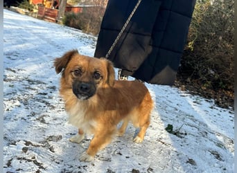 Leo, geboren 12.05.2023, 31cm sucht sein Glück