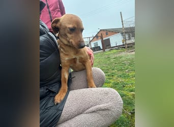 Bubu, geboren 10.05.2025, 35cm sucht Familienanschluss