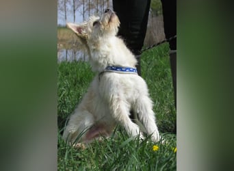 Toni, geboren 01.09.2025, 40cm sucht sein Körbchen
