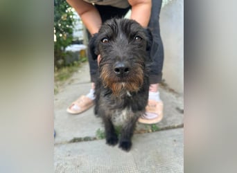 Pixie, geboren 02.11.2025, 33cm sucht ihr Zuhause