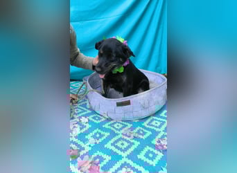 Austin, 2 Jahre sucht sein Körbchen