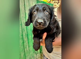 Madox, geboren 04.05.2026, 28cm sucht seine Chance