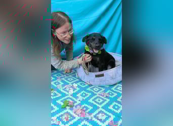 Austin, 2 Jahre sucht sein Körbchen