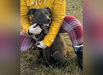 Hetty, geb. 01.2025 sucht ihre Menschen