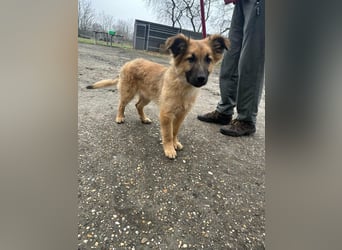 Fedra, geboren 01.11.2025, 40cm sucht ihr Menschen