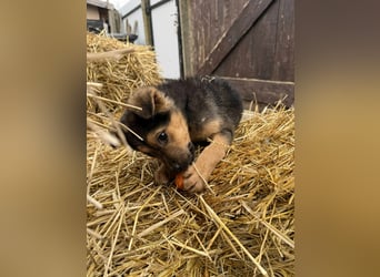 Mancs, geboren 04.10.2025, 30cm sucht leibevolles Zuhause