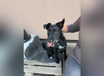 Terka, geboren 01.08.2024, 40cm sucht liebevolles Zuhause