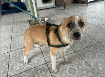 Mandy, geboren 05.11.2025, 35cm sucht ihr Glück