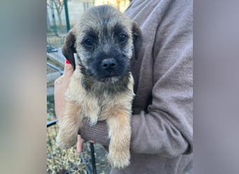 Mia, geboren 01.12.2025, 24cm sucht ihr für immer Zuhause