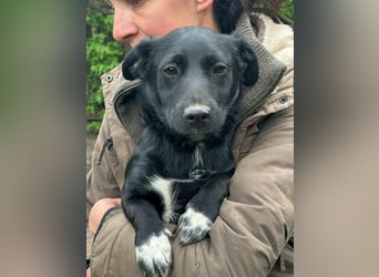 Jack, geboren 03.01.2026, 31cm sucht seine Menschen