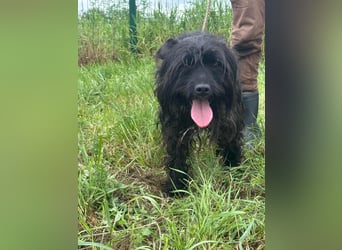 Rambo, geboren 01.03.2023, 42cm sucht sein für immer Zuhause