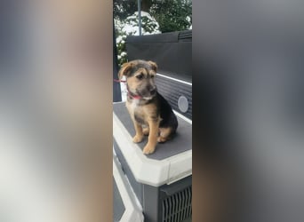 Evita, geboren 19.10.2025, 32cm sucht ihr Glück