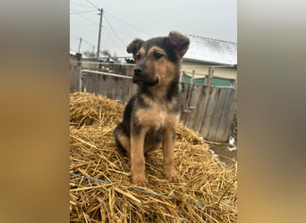 Mancs, geboren 04.10.2025, 30cm sucht leibevolles Zuhause