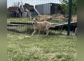 Bori, geb. 09.2025, 37cm sucht ihr Traumzuhause