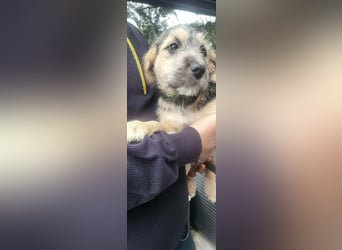 Bradley, geboren 19.10.2025, 32cm sucht sein Zuhause