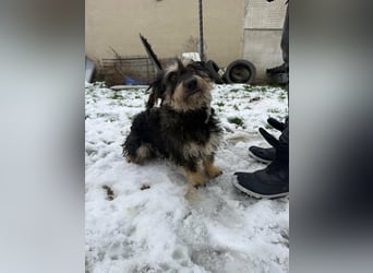 Grizzly, geboren 2021, 32cm sucht seine Menschen