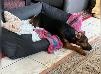 Marko, geboren 26.06.2025, 40cm sucht neues Zuhause