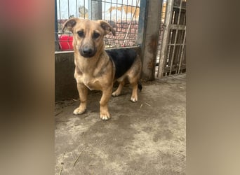 Marwin, geb. 04.2025, 40cm sucht sicheres Zuhause