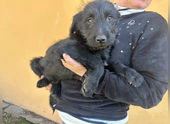 Tommy, geb. 12.2025, 36cm sucht sein Körbchen