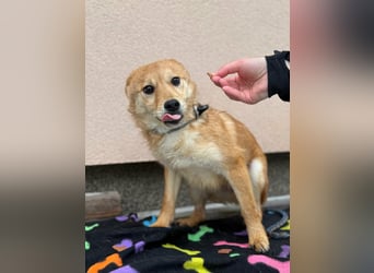 Goji, geboren 25.08.2025, 37cm sucht seine Familie