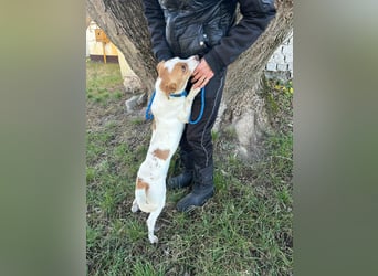 Harley, geboren 01.06.2024, 35cm sucht sein für immer Zuhause