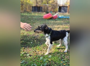 Arda, geboren 01.08.2015, 32cm sucht ihr Zuhause