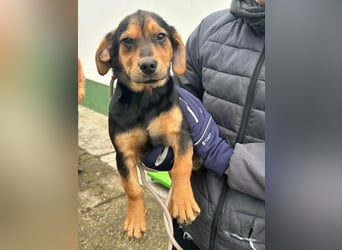 Chris, geboren 26.10.2025, 30cm sucht DICH!