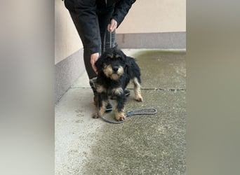 Cupido, geboren 01.02.2024, 42cm sucht sein Zuhause