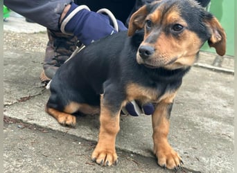 Chris, geboren 26.10.2025, 30cm sucht DICH!