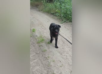 Kuksi, geboren 24.10.2022, 42cm sucht liebevolles Zuhause