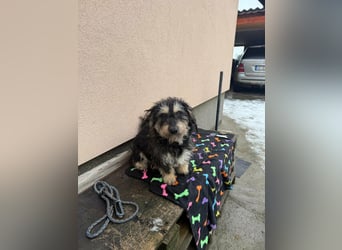 Grizzly, geboren 2021, 32cm sucht seine Menschen